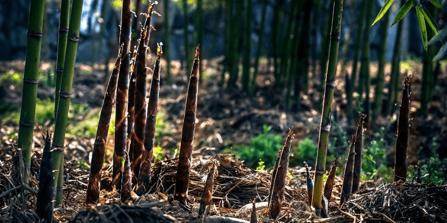 Reasons Why Bamboo is Eco-Friendly